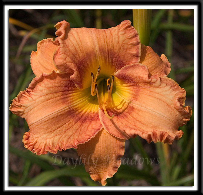 Daylily Mighty Marigold Alternate Image